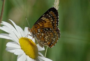 085 Checkerspot, Harris', 2008-06214337 Princeton, MA